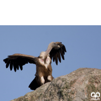 گونه کرکس Eurasian Griffon Vulture